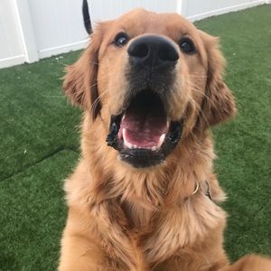 Meet your Posher, Robin